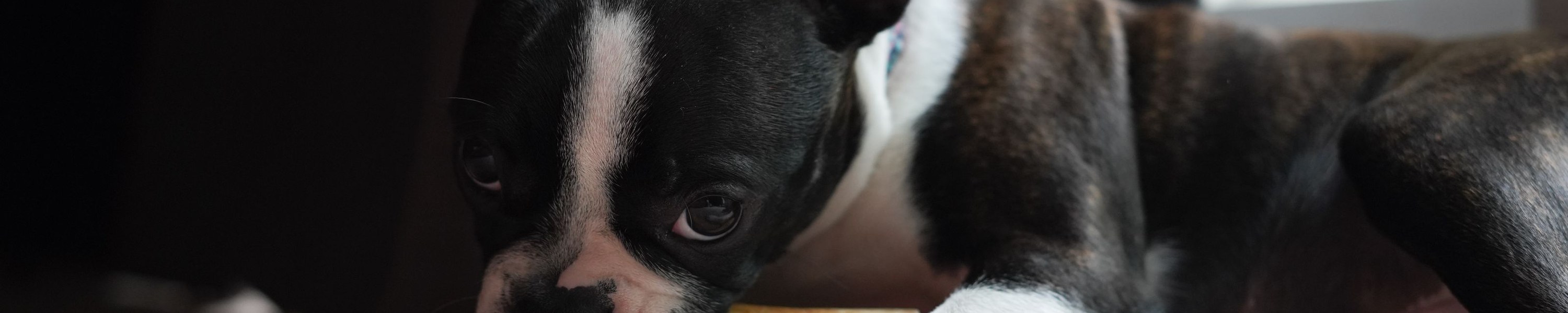 Ressourcenverteidigung beim Hund: Futterneid richtig trainieren