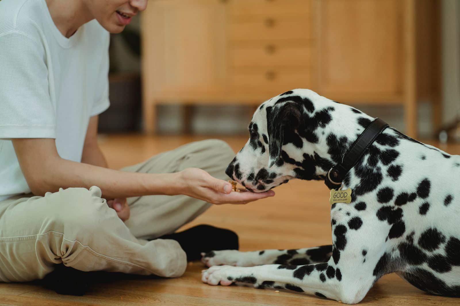 Mensch tauscht mit dem Hund ein Spielzeug gegen ein Leckerli