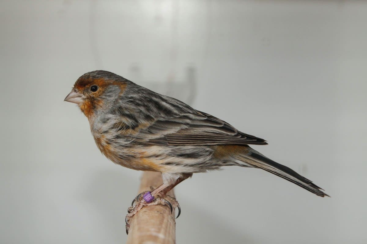 Roter Kanarienvogel (Rotkanarie) auf einer Sitzstange