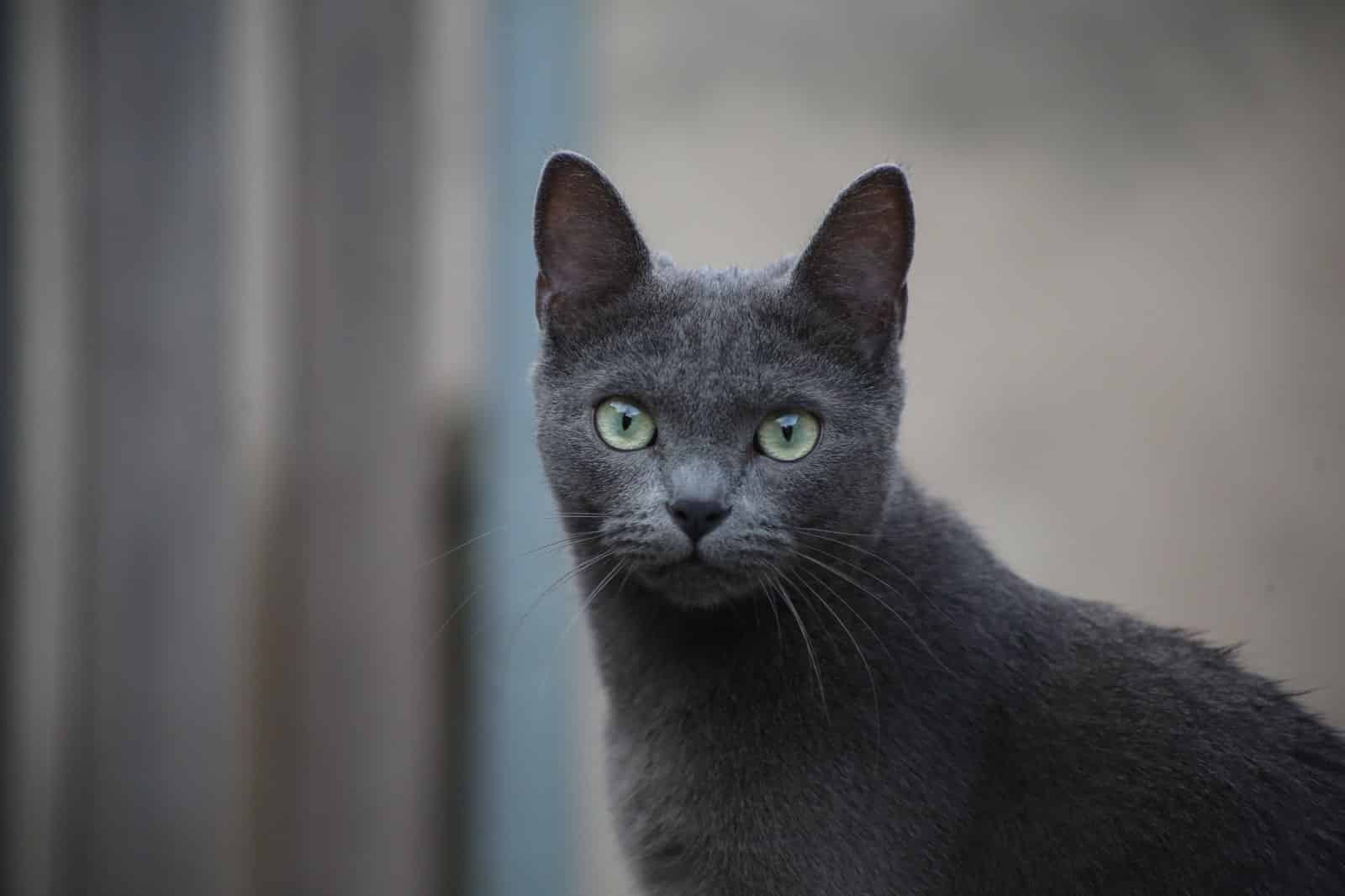 Russisch Blau Katze mit den rassetypischen grünen Augen in Nahaufnahme