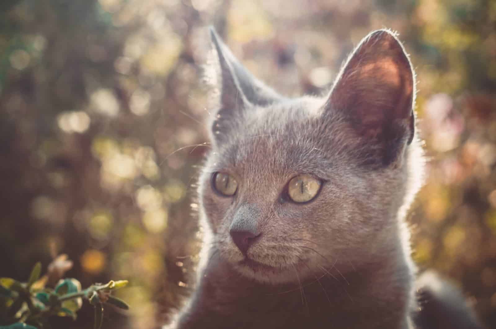 Russisch Blau Katze im natürlichen Licht, das dichte Plüschfell schimmert silbrig