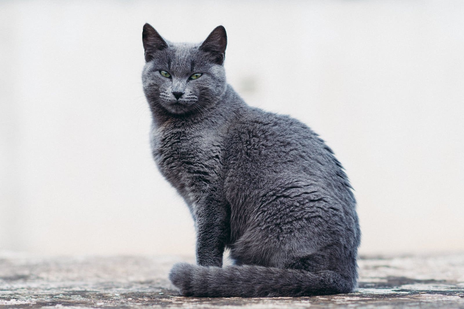 Russisch Blau Katze sitzt ruhig und aufmerksam