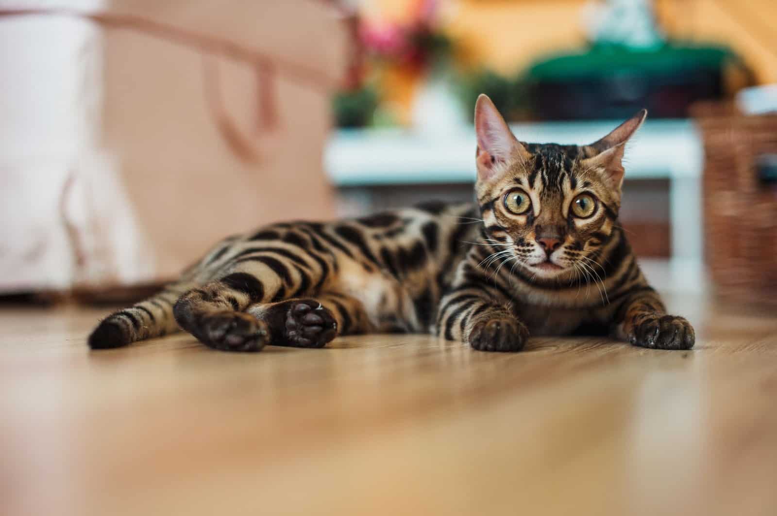 Bengalkatze mit getupftem Fell, die Savannah zeigt ein ähnliches Wildkatzen-Muster