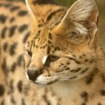 Savannah