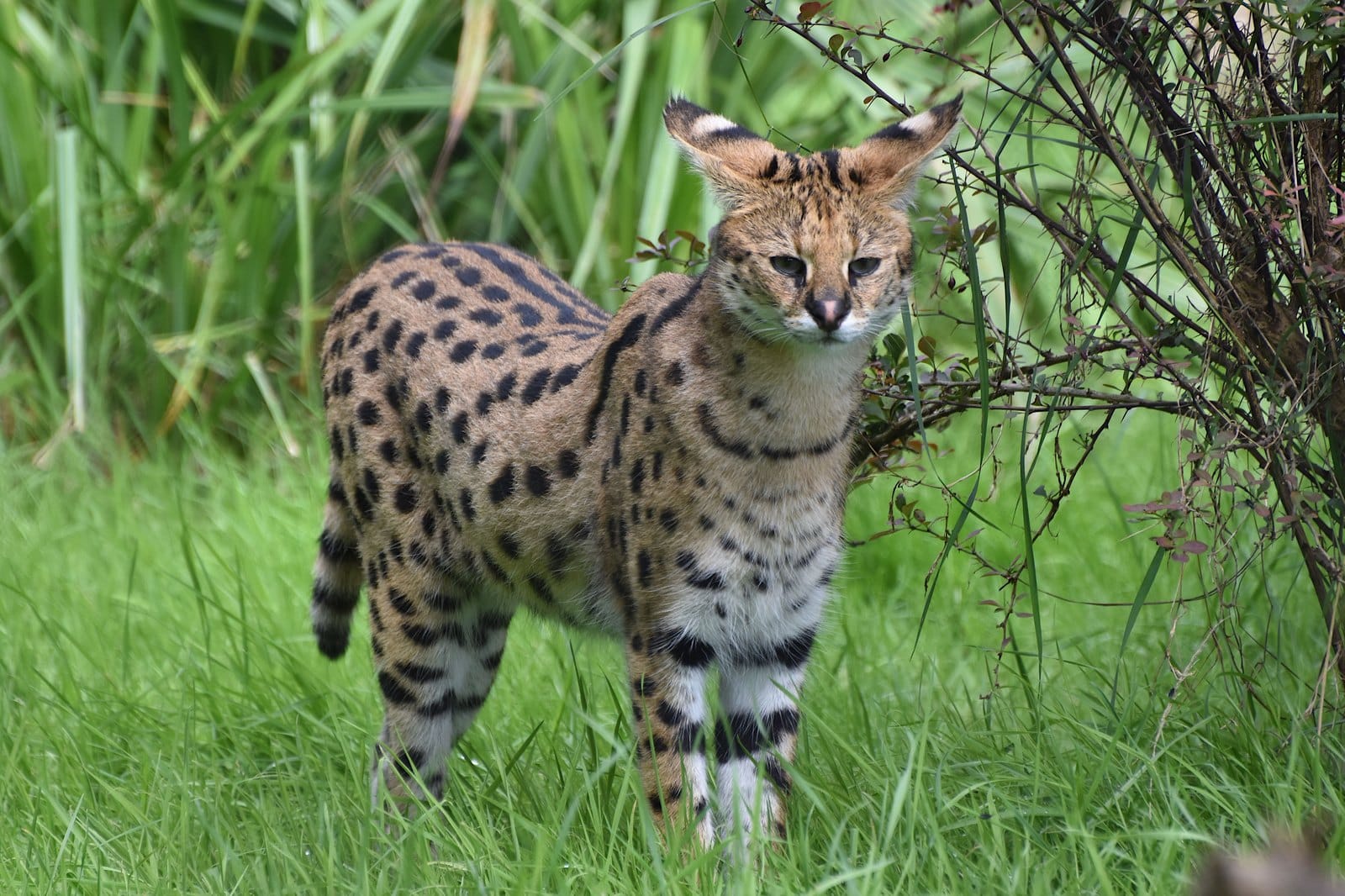 Serval steht aufmerksam im Grünen und zeigt den schlanken Körperbau der Wildform