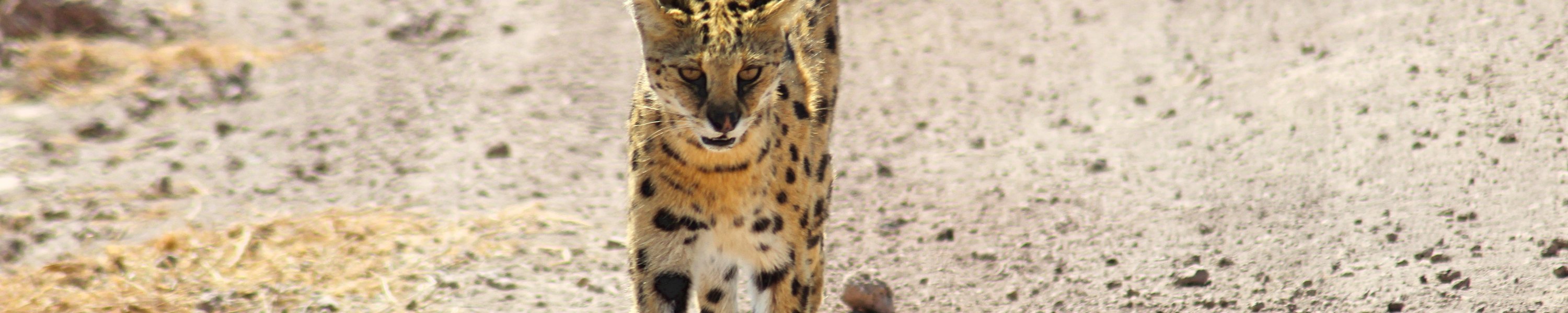 Savannah