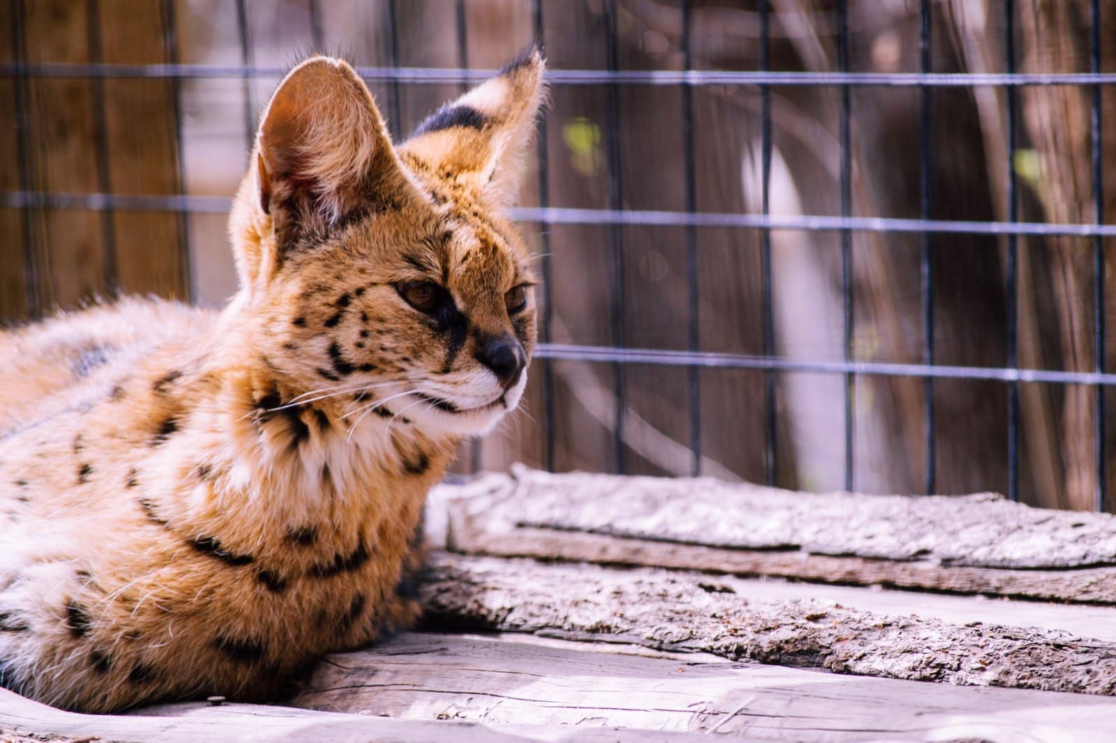 Serval ruht im natürlichen Umfeld, gut sichtbar die langen Beine und hohen Ohren