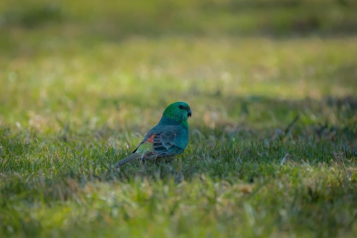Kleiner bunter Sittich sitzt im Gras