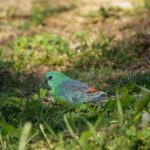 Schönsittich im Porträt: Haltung, Ernährung und Lebenserwartung
