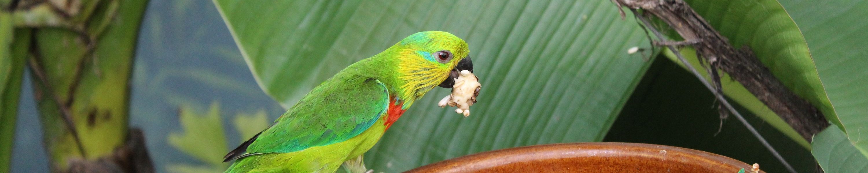 Schönsittich im Porträt: Haltung, Ernährung und Lebenserwartung