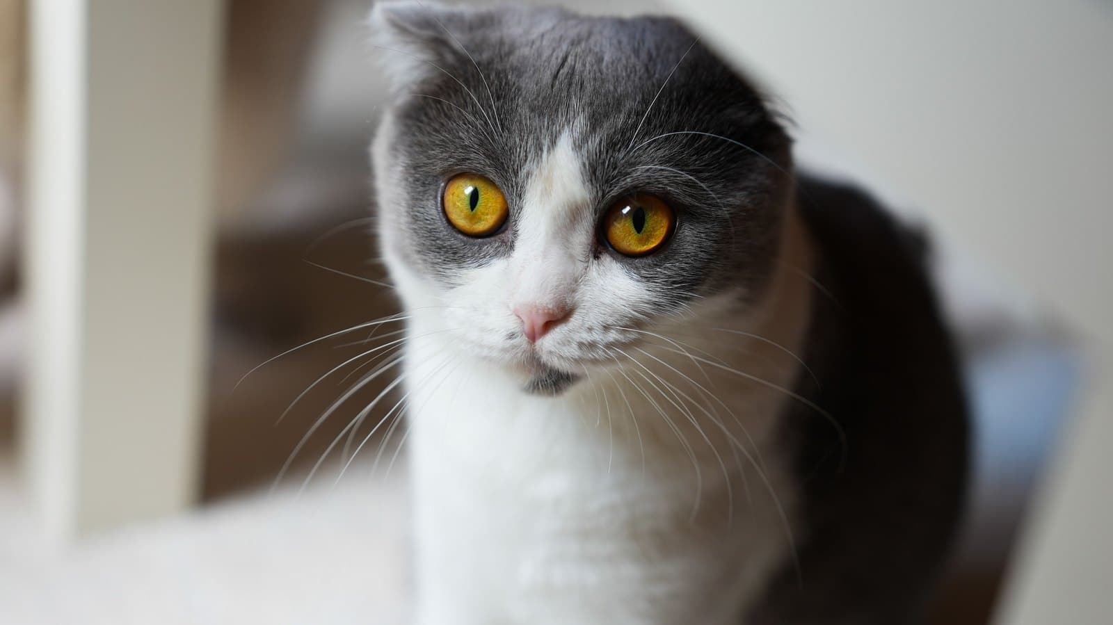 Scottish Fold