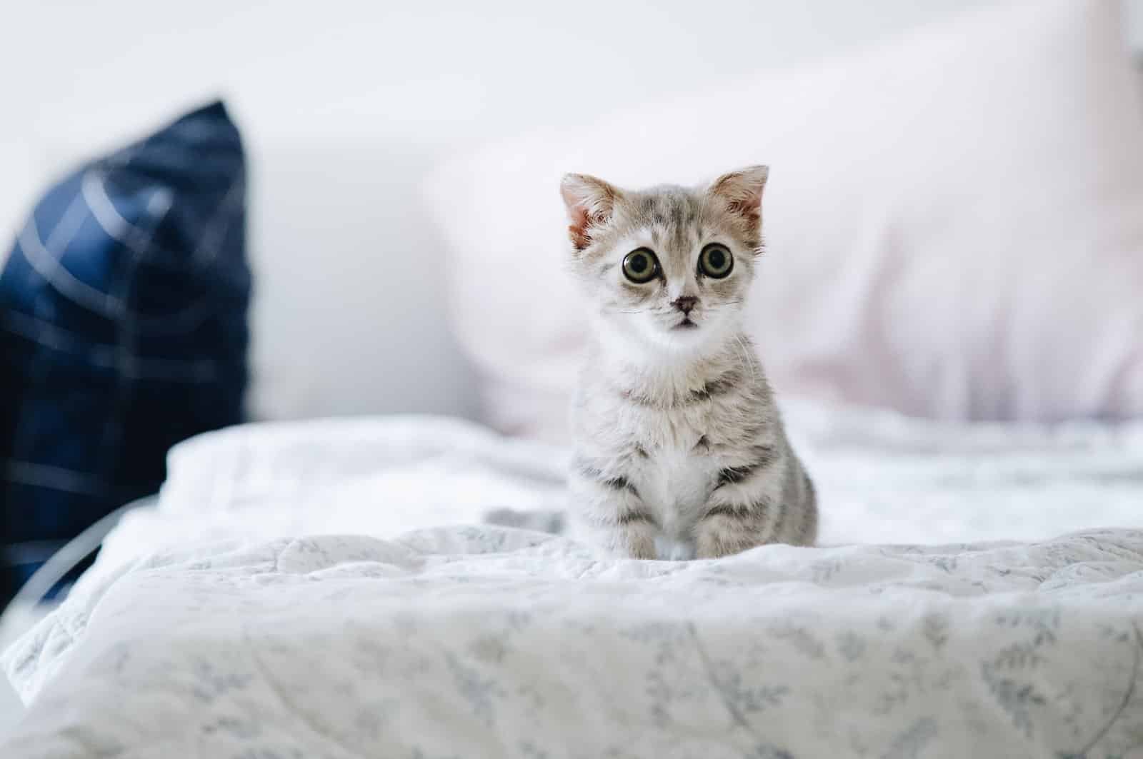 Graues Kitten mit grossen Augen und weichem Fell