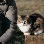 Selkirk Rex
