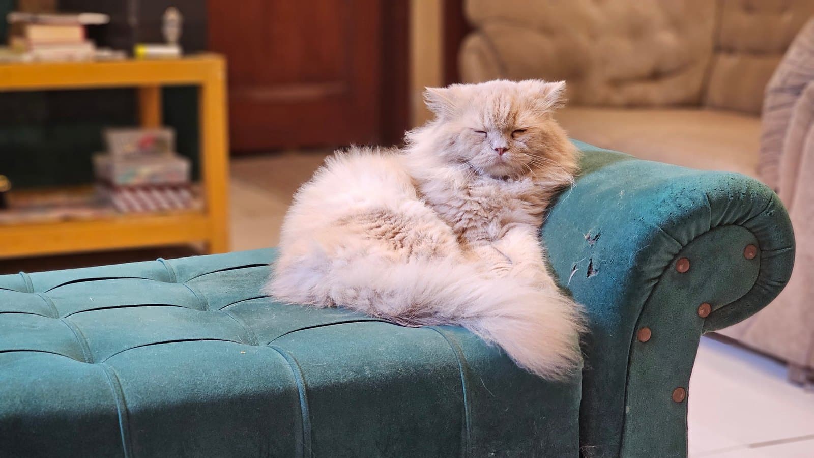 Flauschige Katze entspannt auf einem Sessel