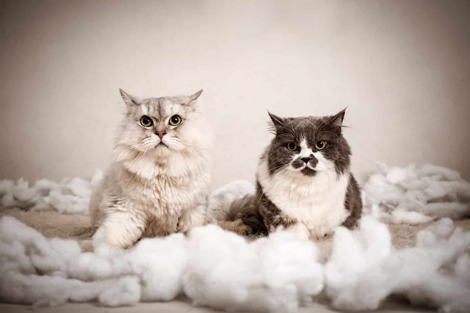 Zwei flauschige Katzen liegen auf einer weichen Unterlage
