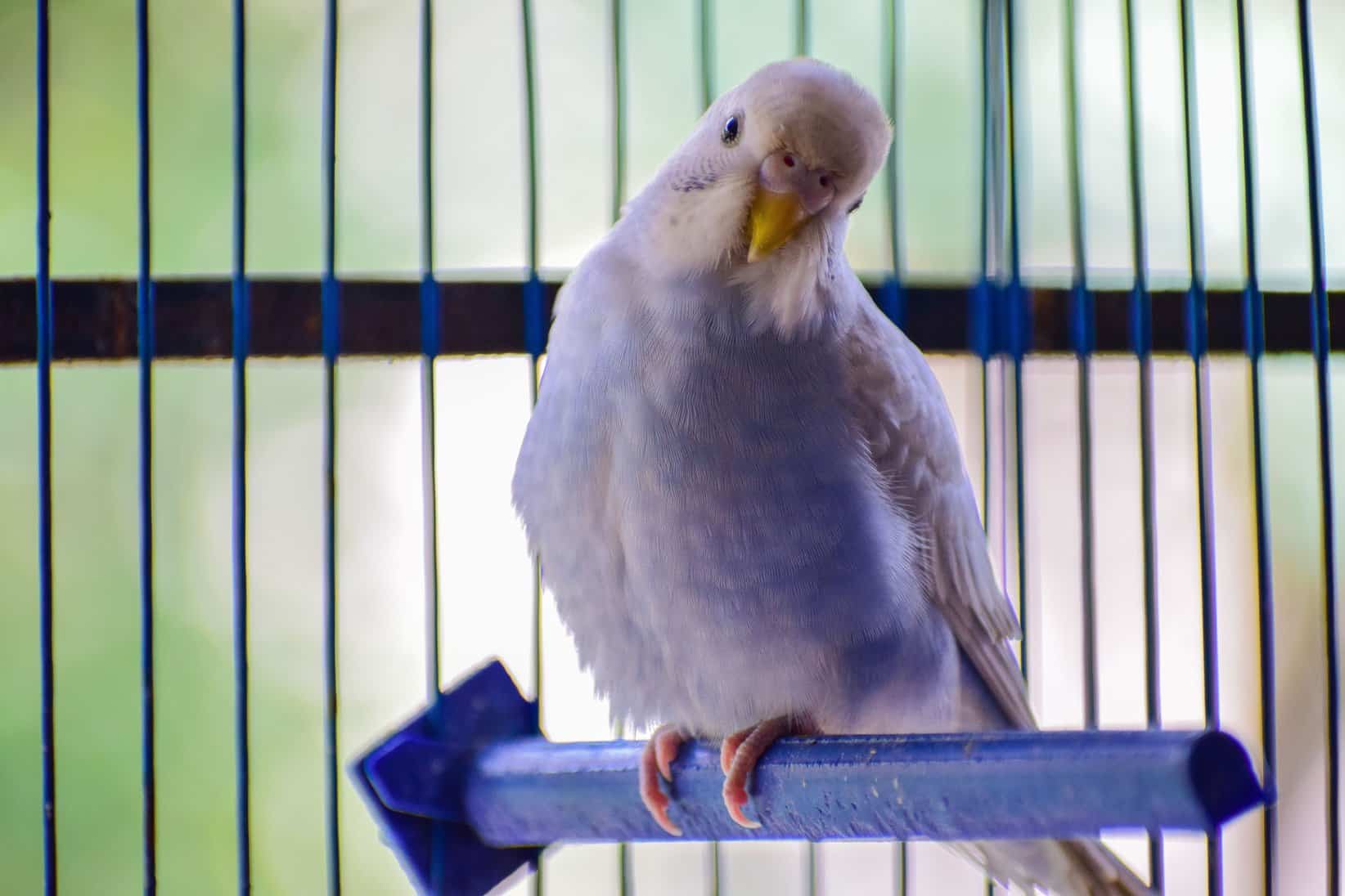 Sepiaschale für Vögel: Wofür sie gut ist