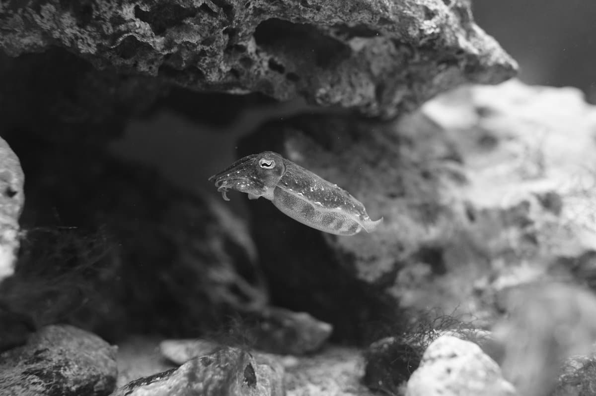 Tintenfisch der Gattung Sepia im Meer