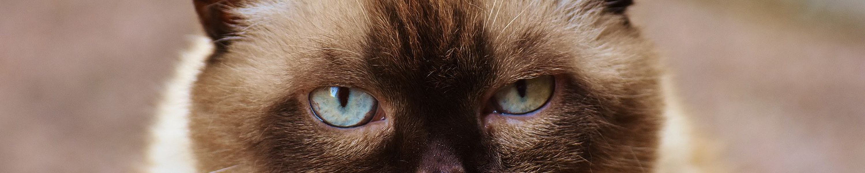 Siamkatze
