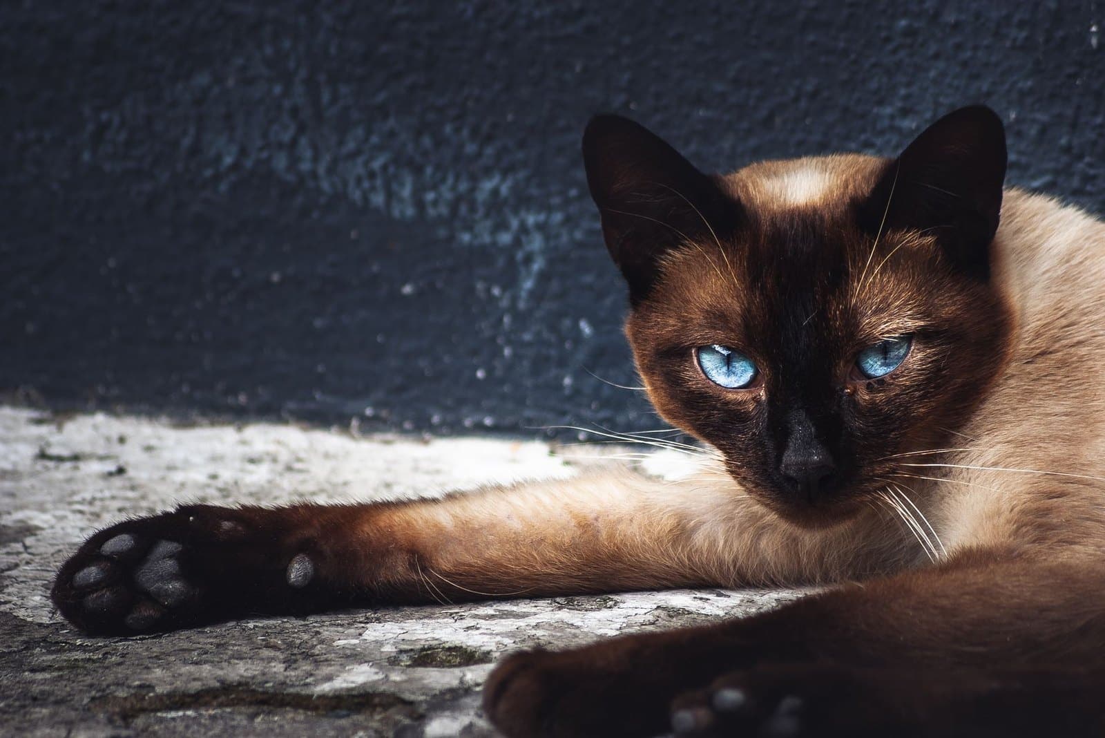 Siamkatze liegt entspannt und blickt mit blauen Augen