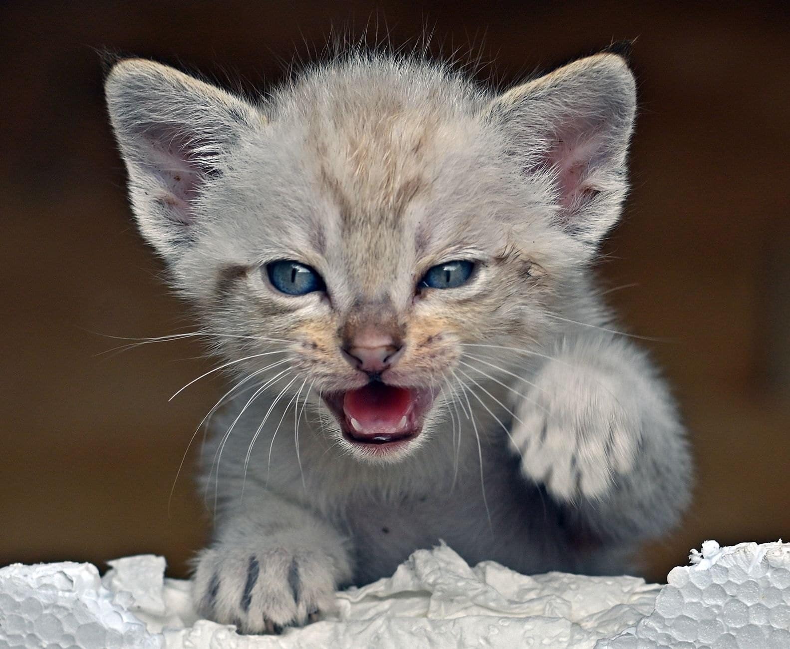 Junge Siamkatze miaut und zeigt ihr gespraechiges Wesen