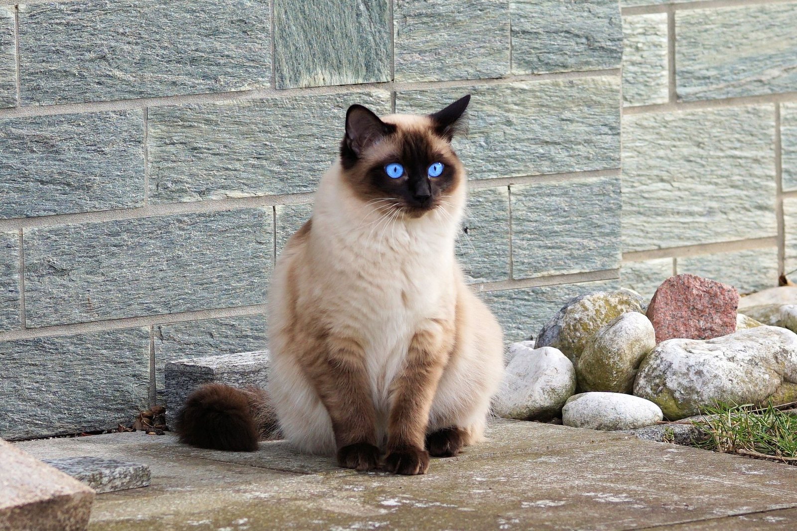 Siamkatze mit Point-Zeichnung sitzt im Freien