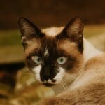 Siamkatze