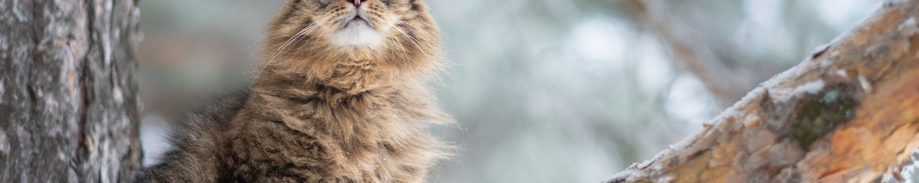 Sibirische Katze