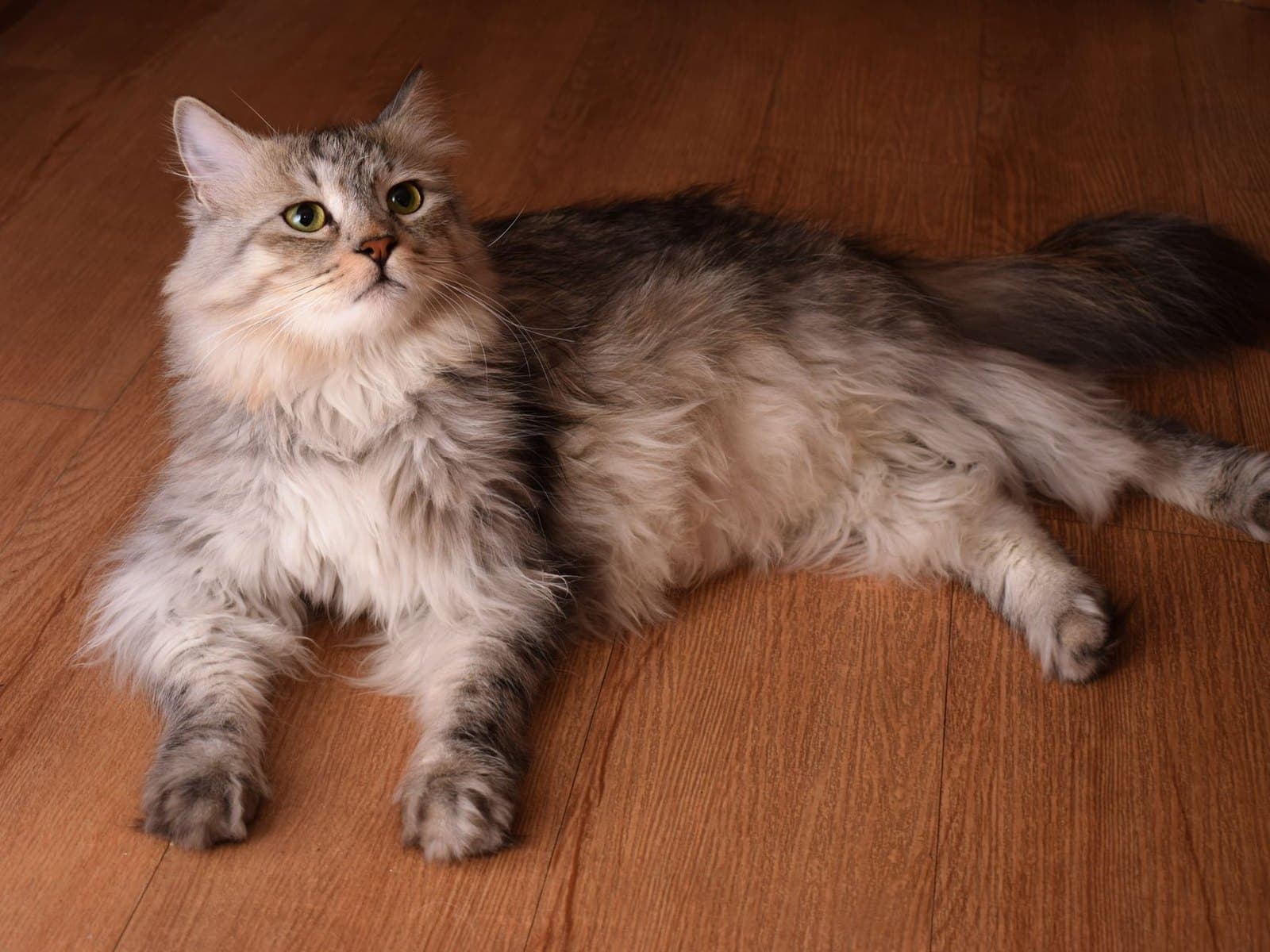 Sibirische Katze liegt entspannt in der Wohnung