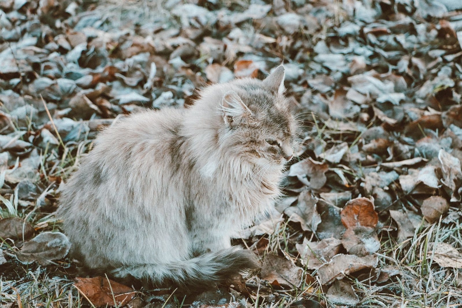 Sibirische Katze erkundet die Natur im Herbst