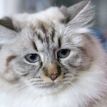 Sibirische Katze