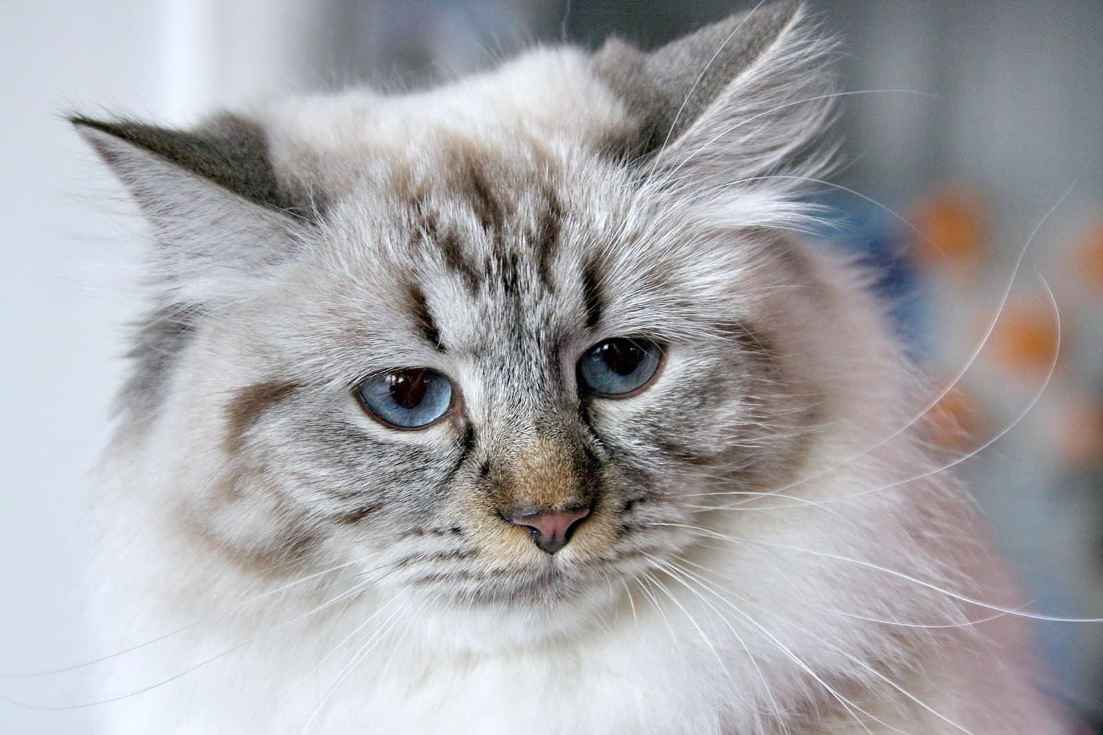 Sibirische Katze