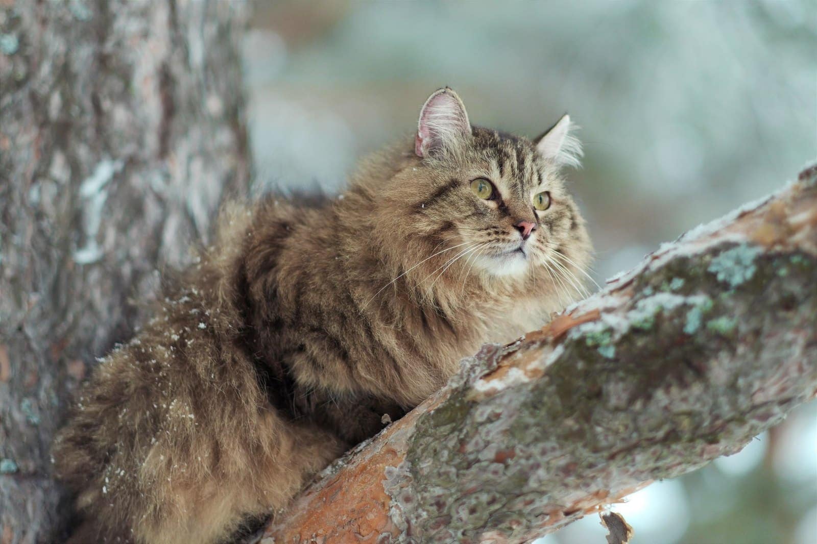Sibirische Katze mit dichtem wetterfestem Winterfell im Schnee