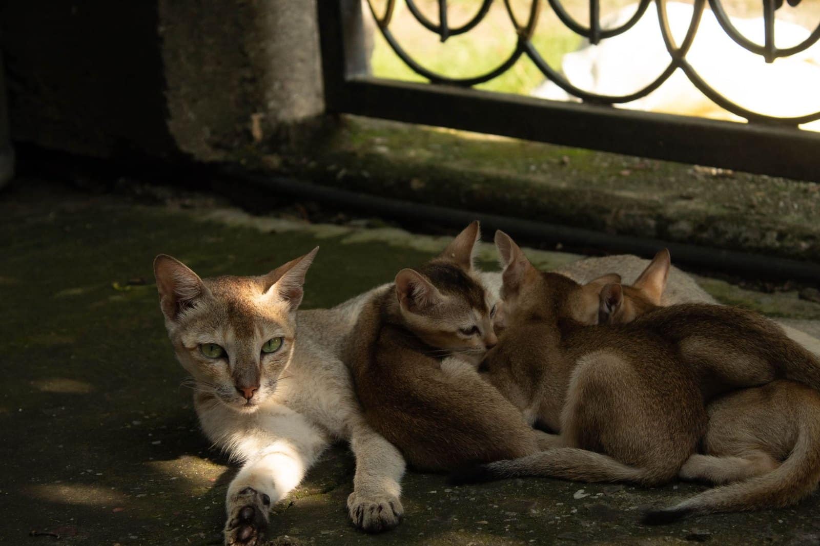 Symbolbild einer Katze mit ihren Kitten