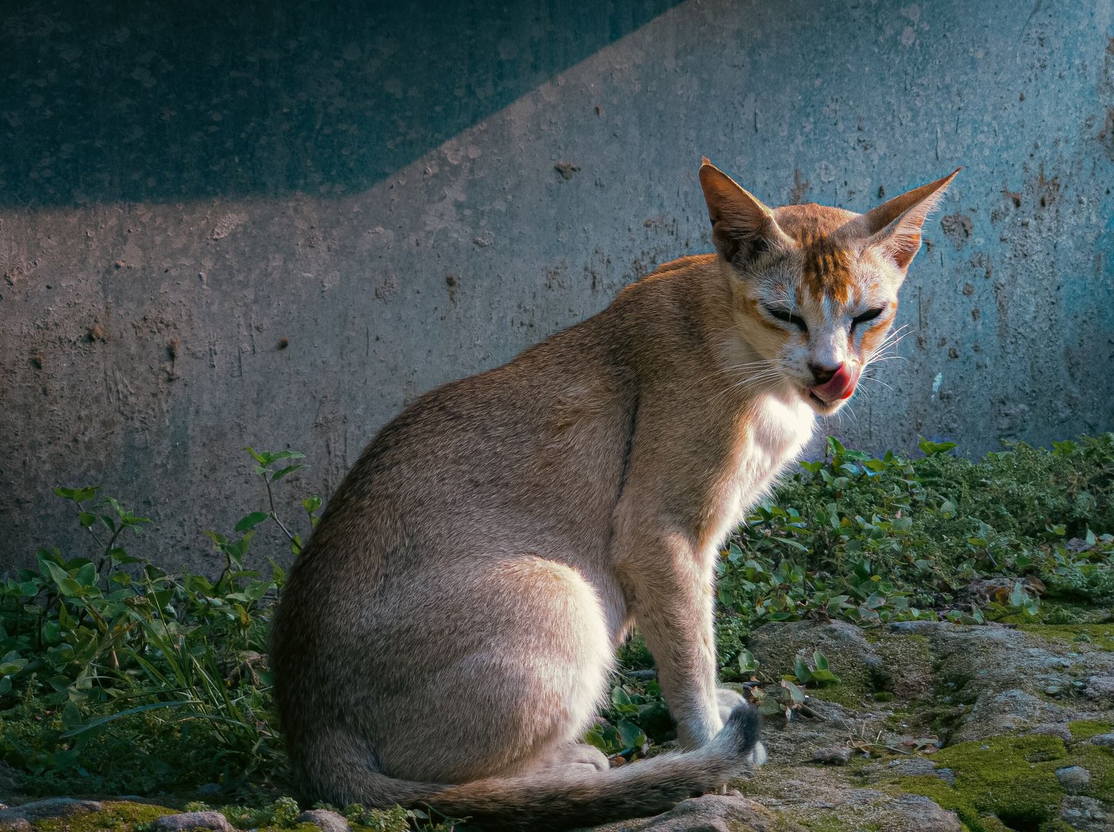 Symbolbild einer kleinen Kurzhaarkatze im Sonnenlicht