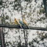 Sittiche: alle Sitticharten im Überblick und welcher passt zu dir