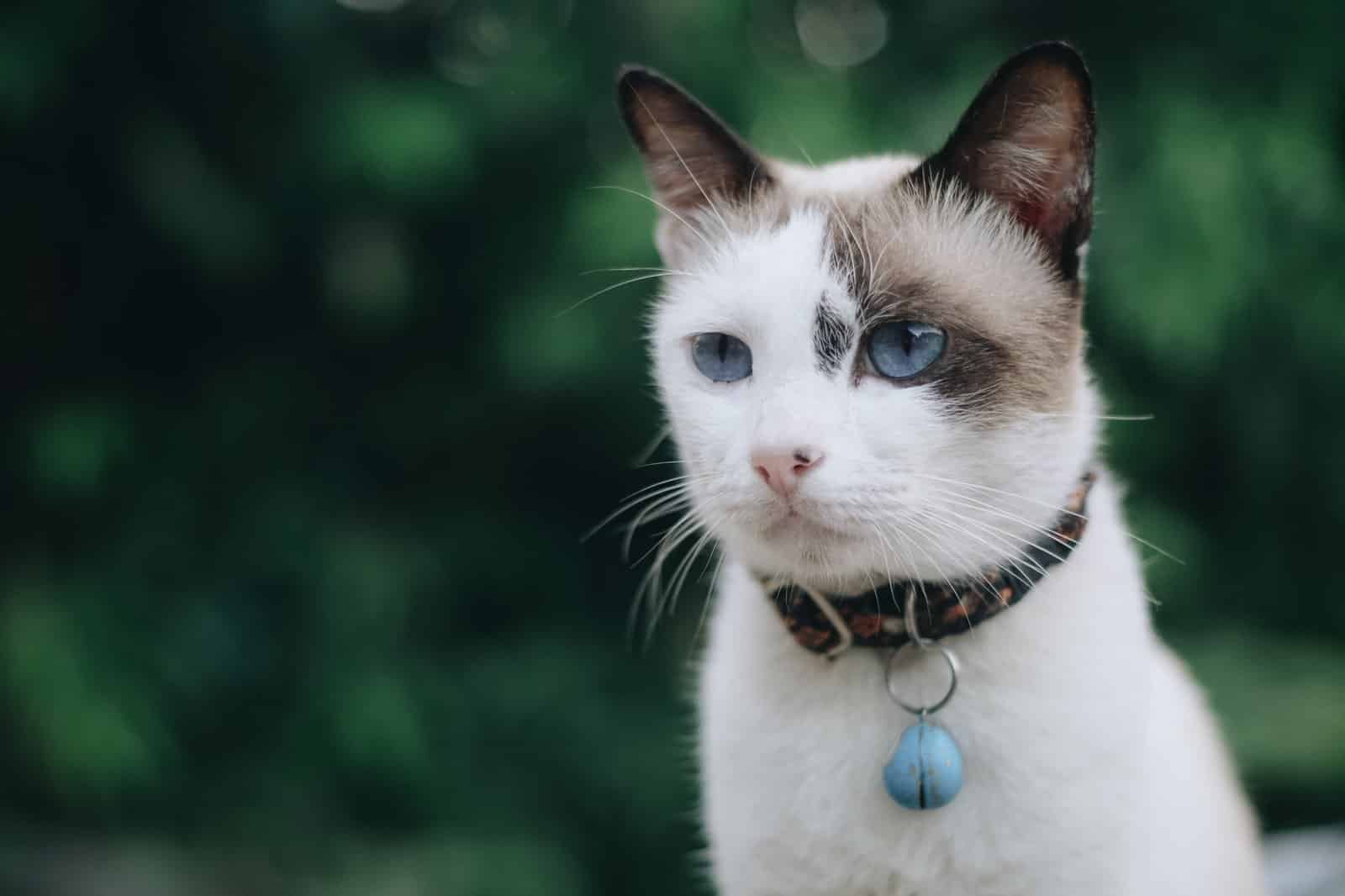 Grau-weisse Katze mit blauen Augen und weissen Abzeichen