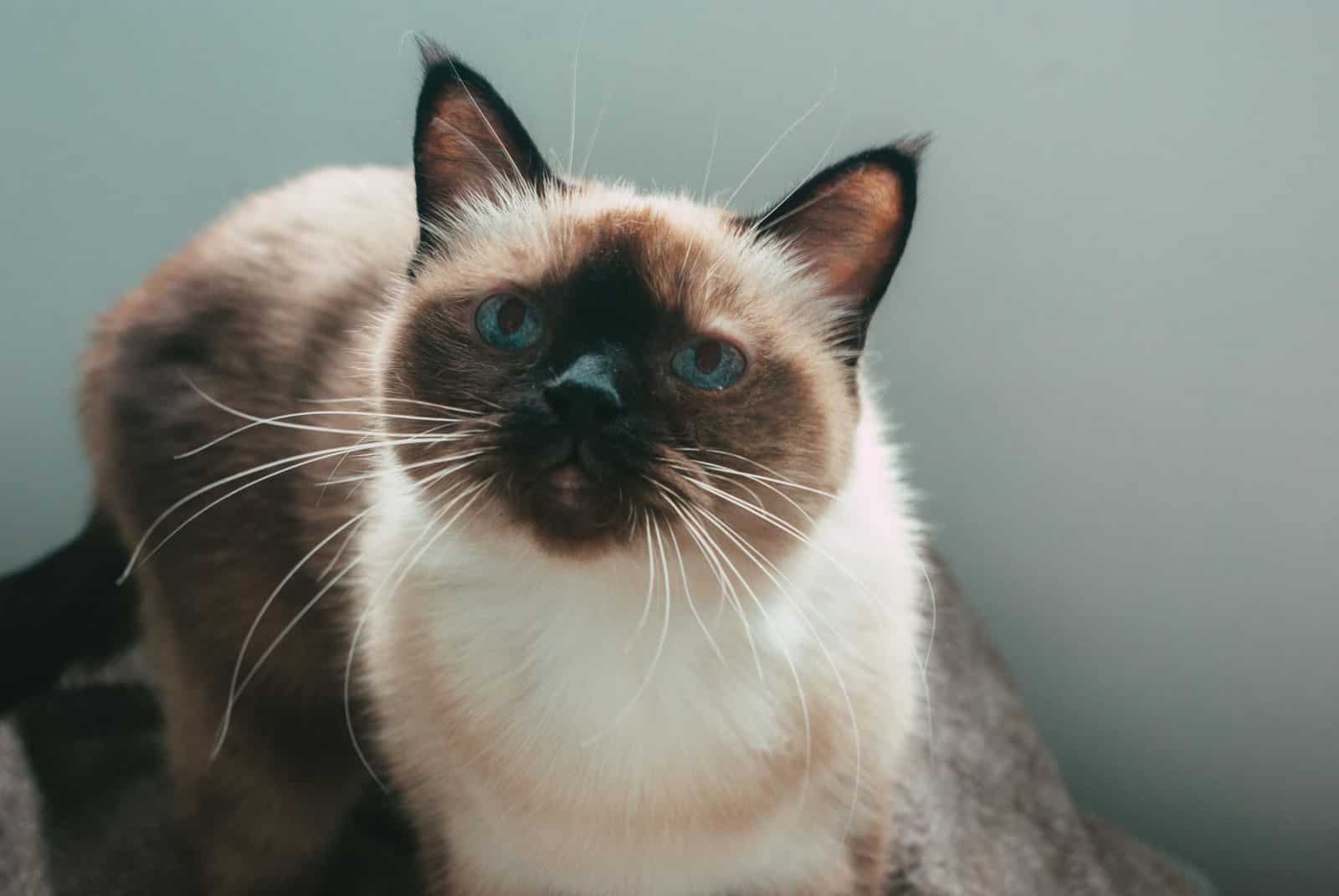 Point-Katze mit blauen Augen entspannt in der Wohnung
