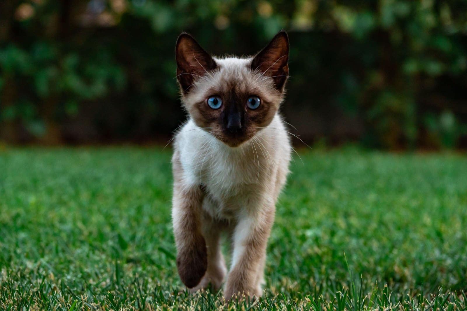 Junge Point-Katze mit blauen Augen im Freien