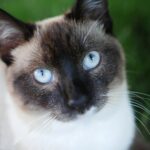 Snowshoe Katze