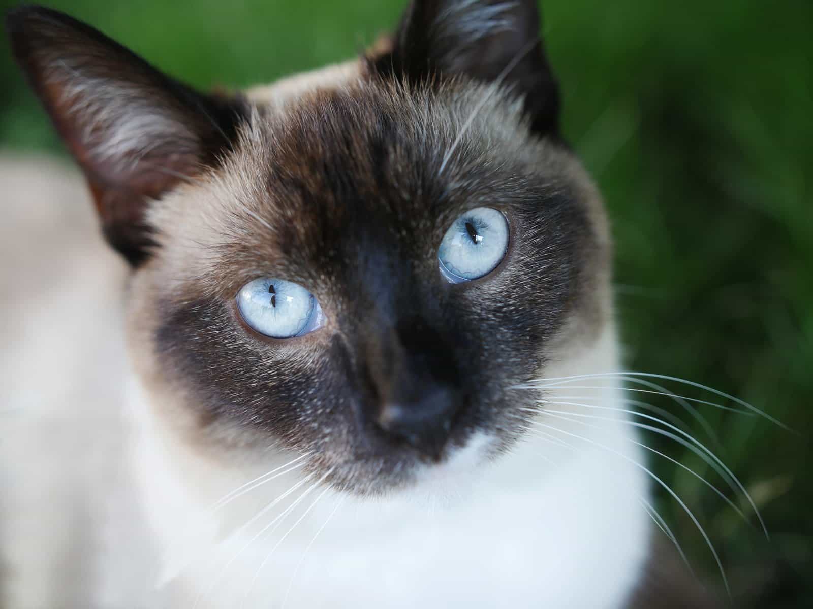 Snowshoe Katze