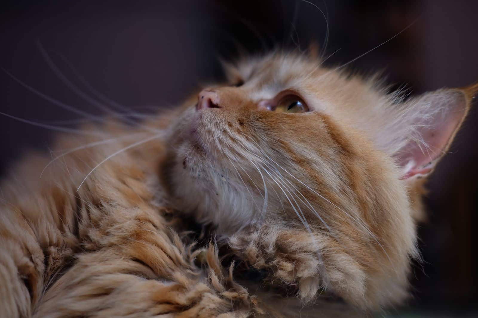 Langhaarige rotbraune Katze mit buschigem Fell