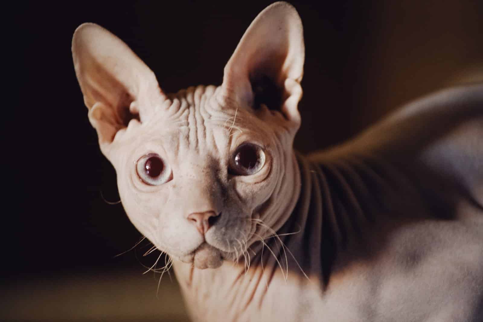 Nahaufnahme einer Sphynx mit faltiger nackter Haut