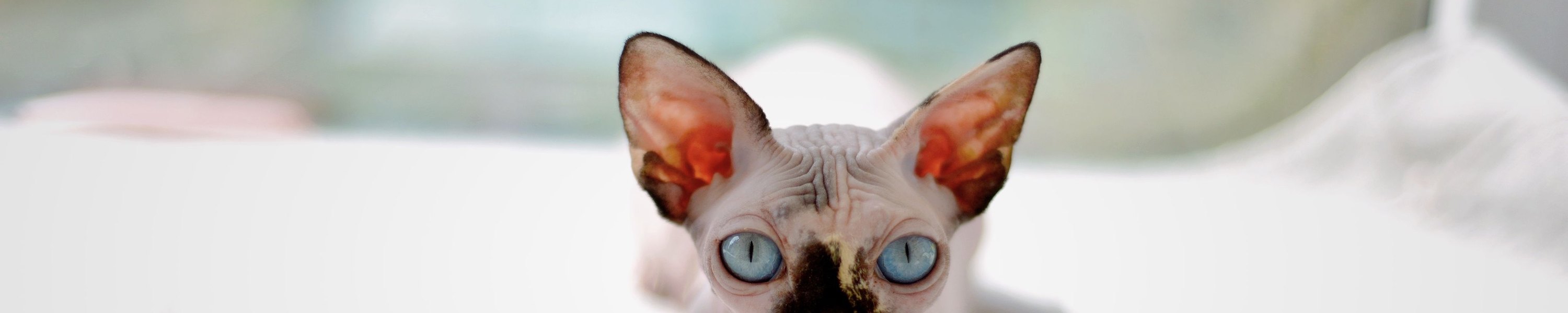 Sphynx Katze