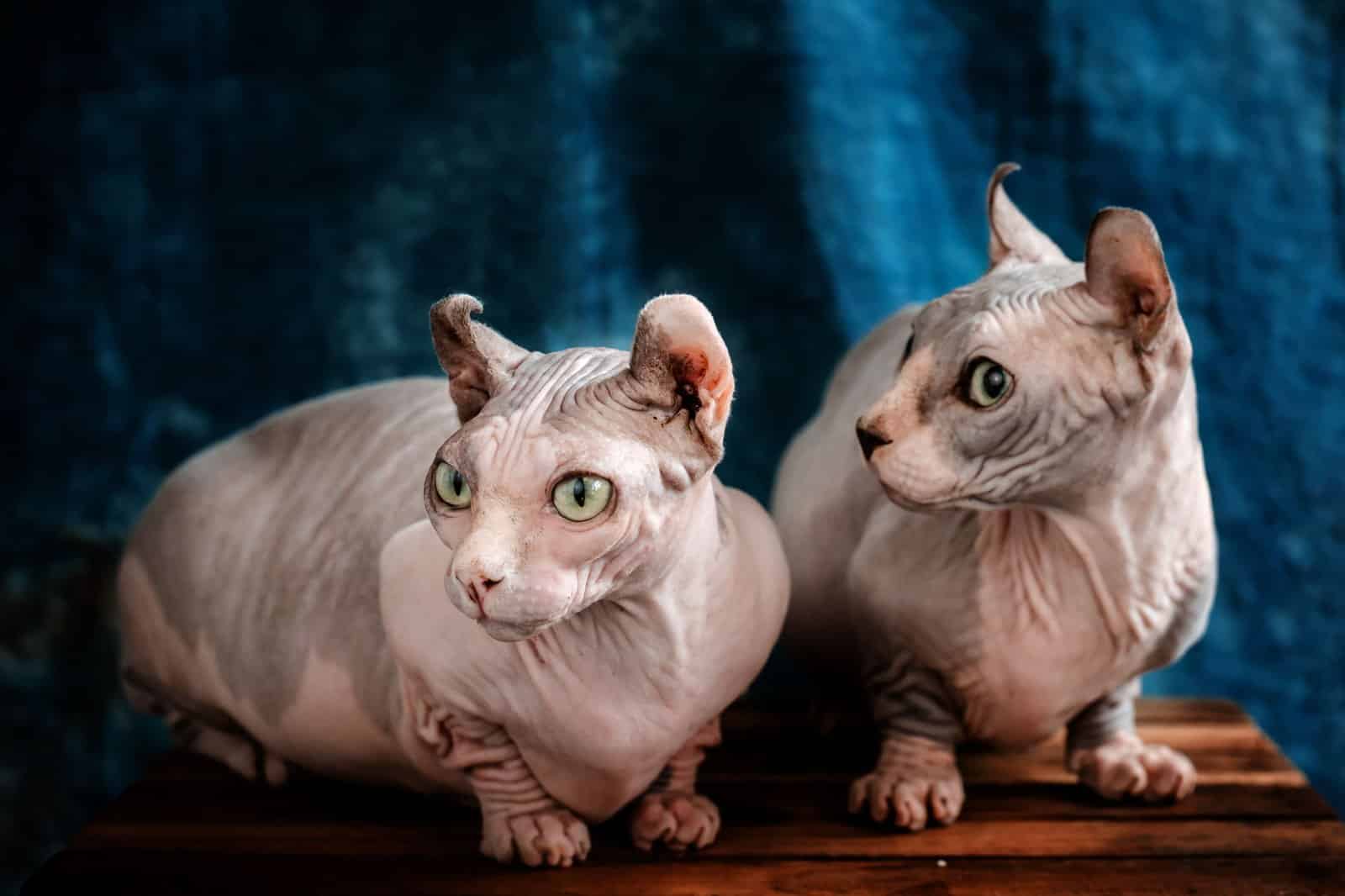 Zwei Sphynx Katzen sitzen zusammen