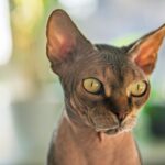 Sphynx Katze