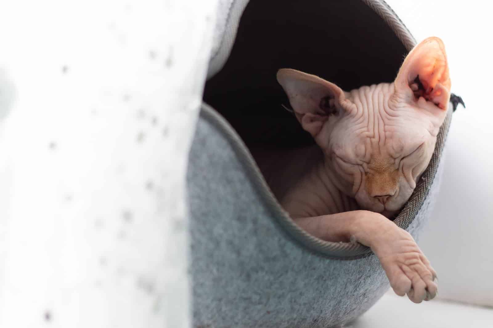 Sphynx Katze schlaeft eingekuschelt in einem Katzenbett