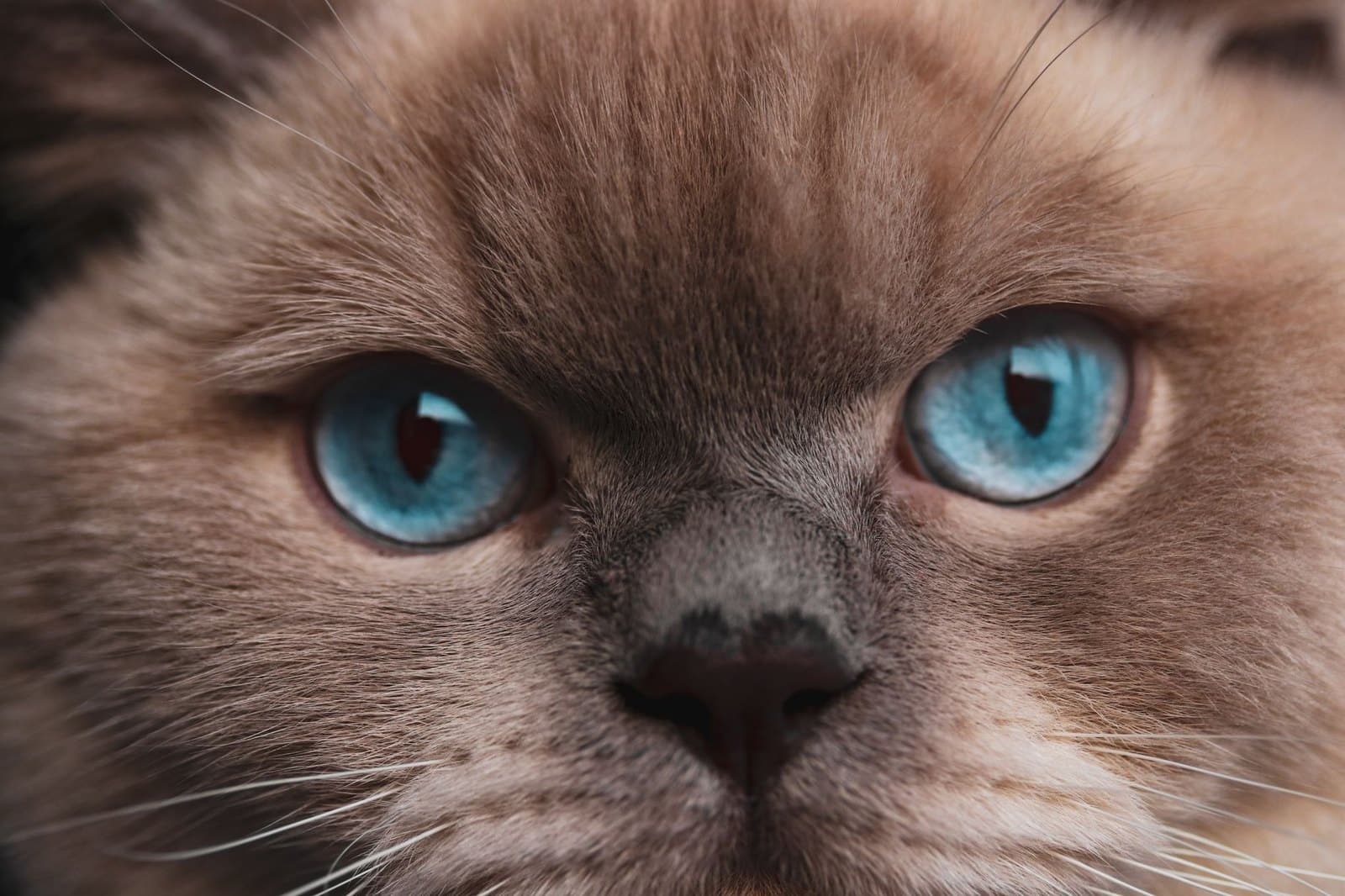 Symbolbild einer Katze mit auffaellig leuchtenden Augen