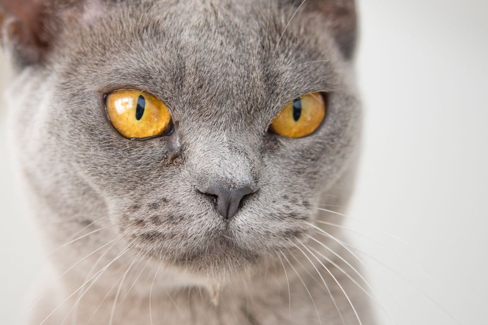 Symbolbild einer Katze im blaugrauen Farbton