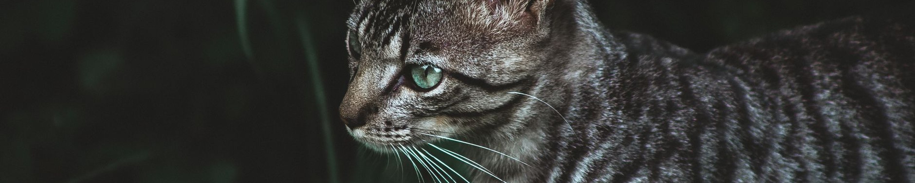 Toyger