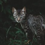 Toyger